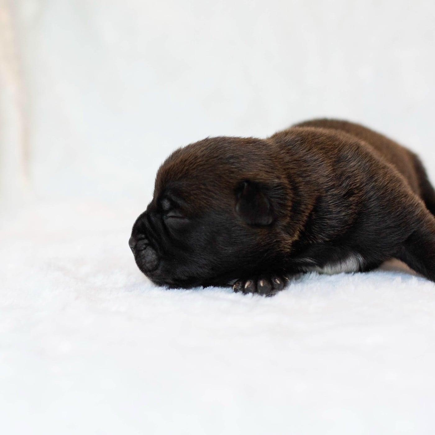 CHIOT 6