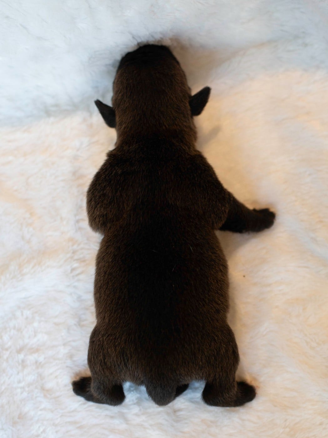CHIOT 6