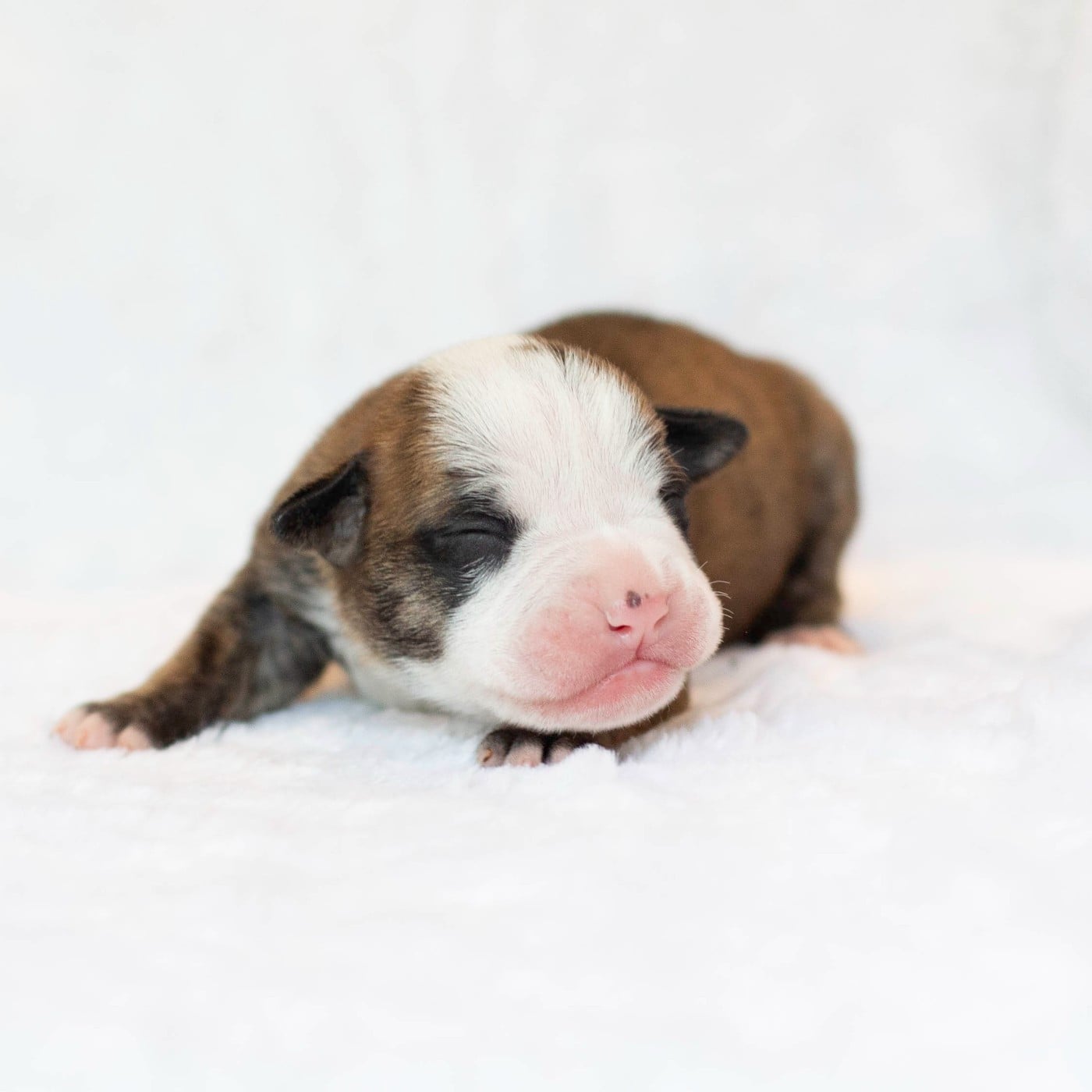 CHIOT 7