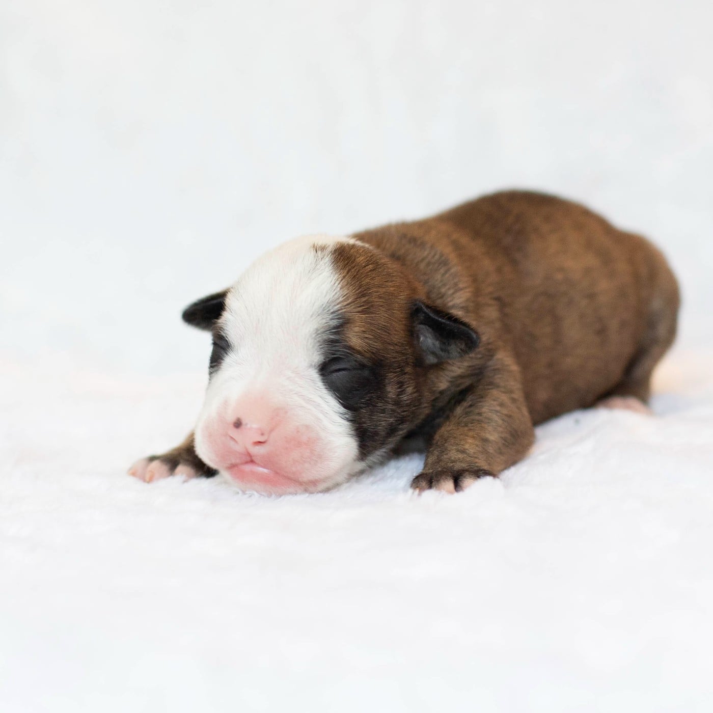 CHIOT 7