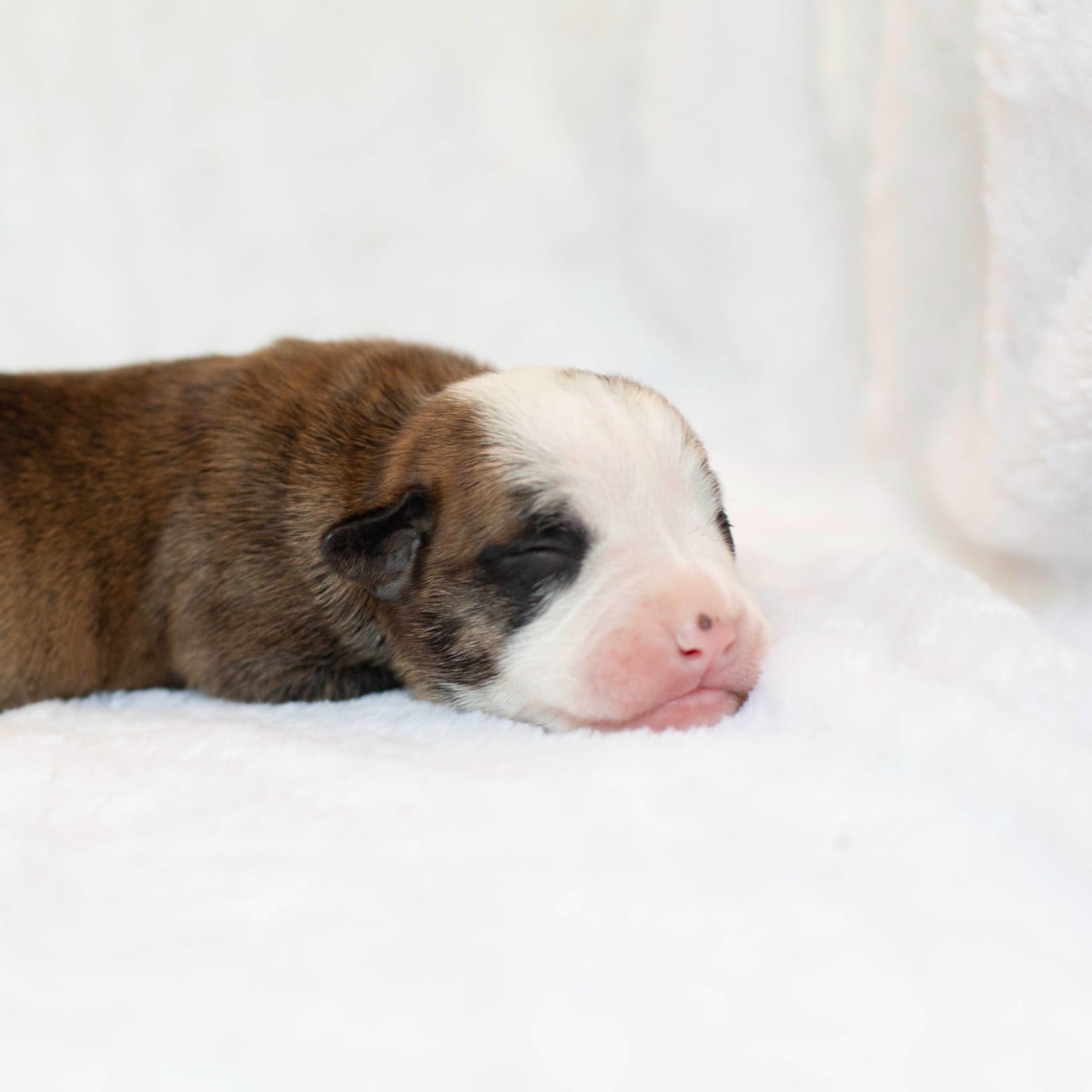 CHIOT 7