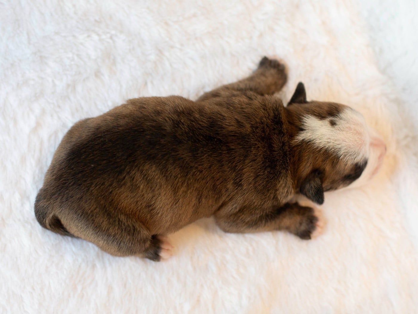CHIOT 7