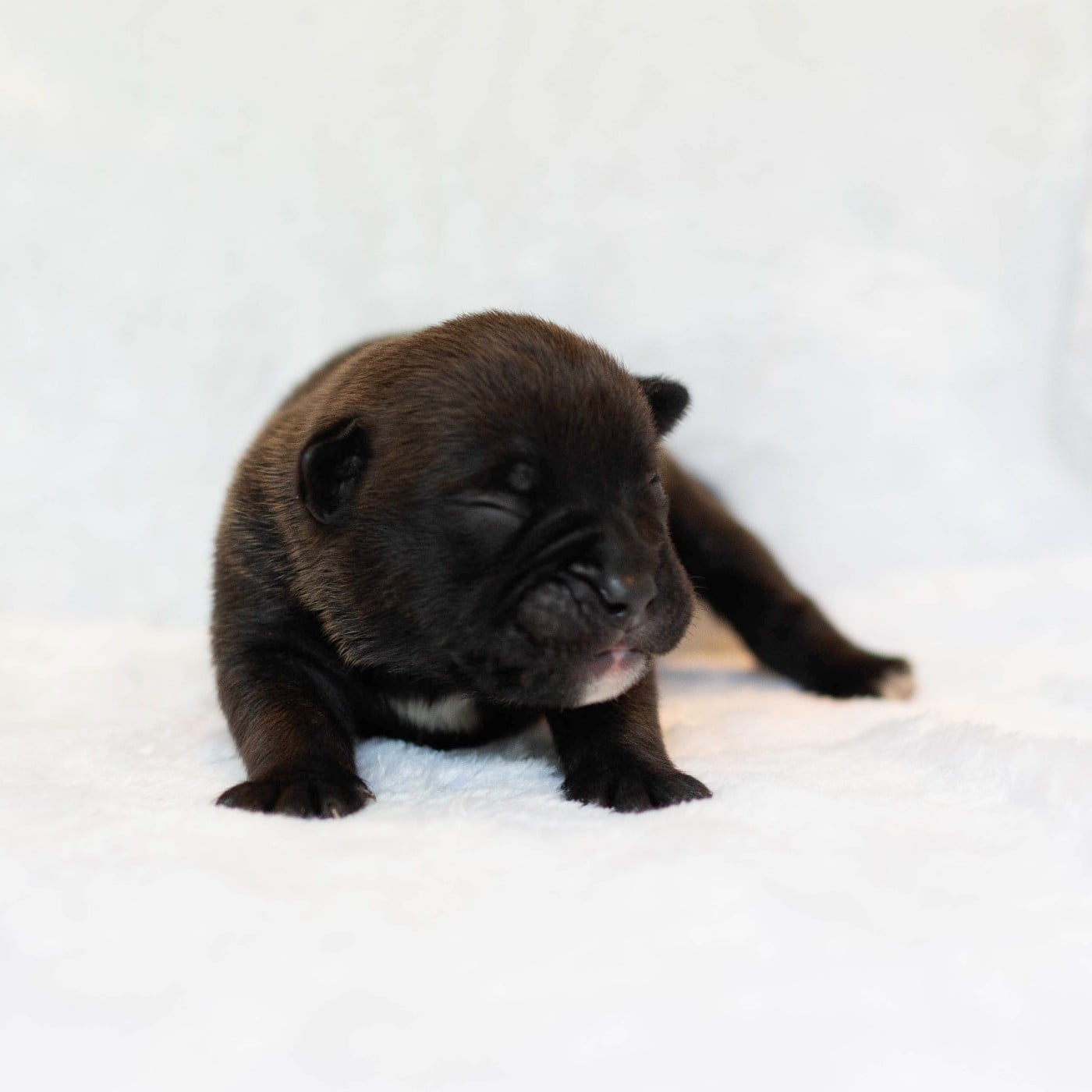 CHIOT 8