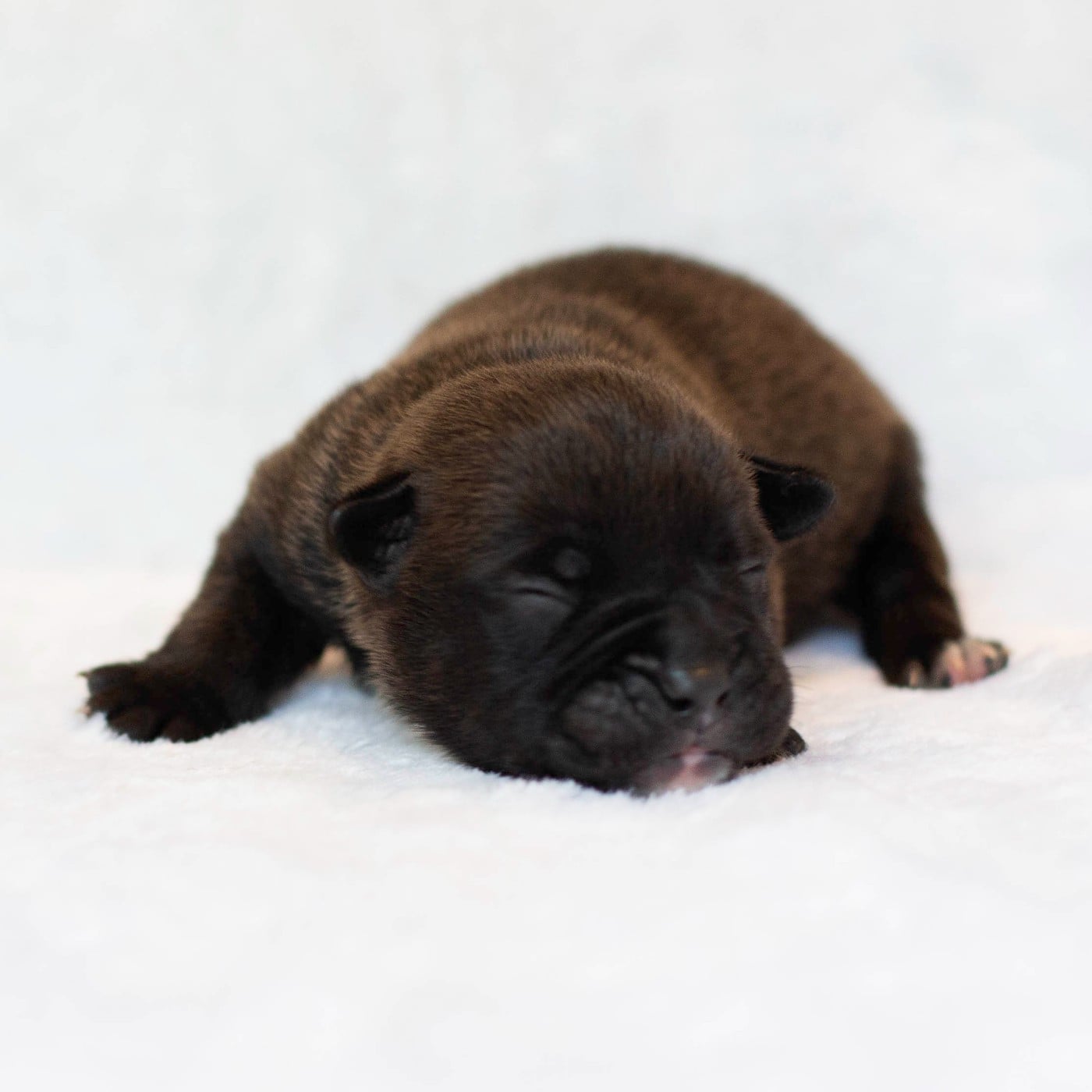 CHIOT 8