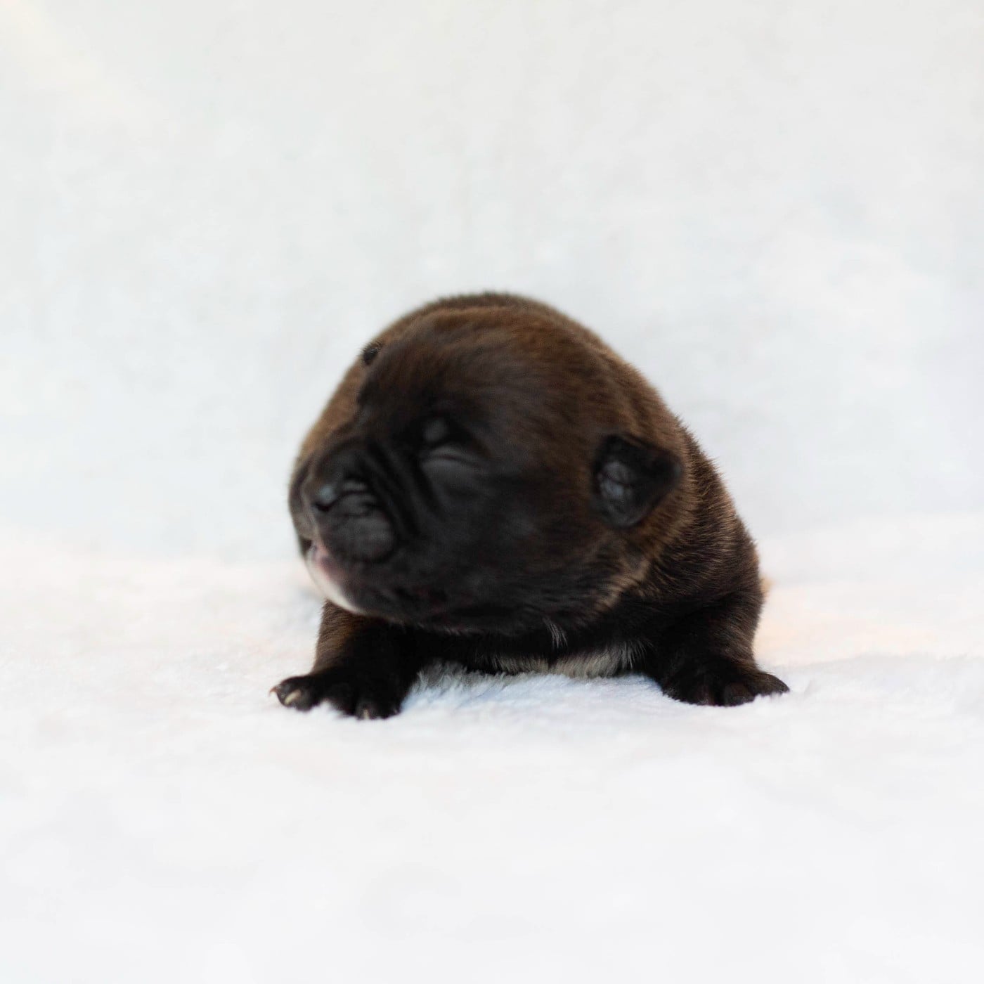 CHIOT 8