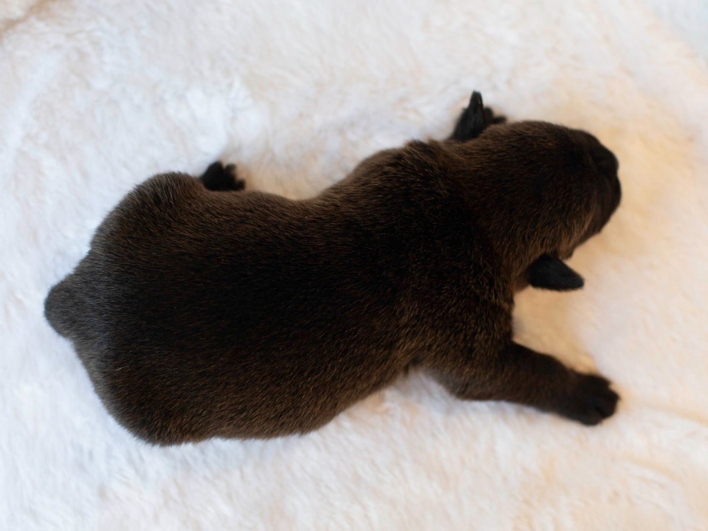 CHIOT 8