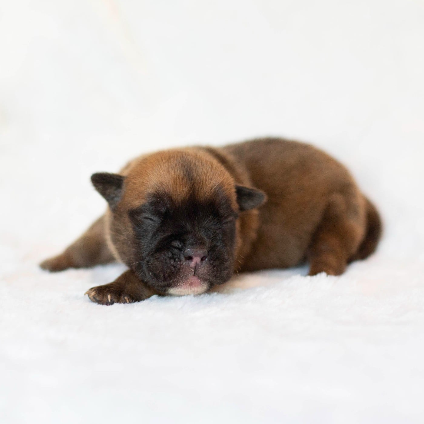 CHIOT 1