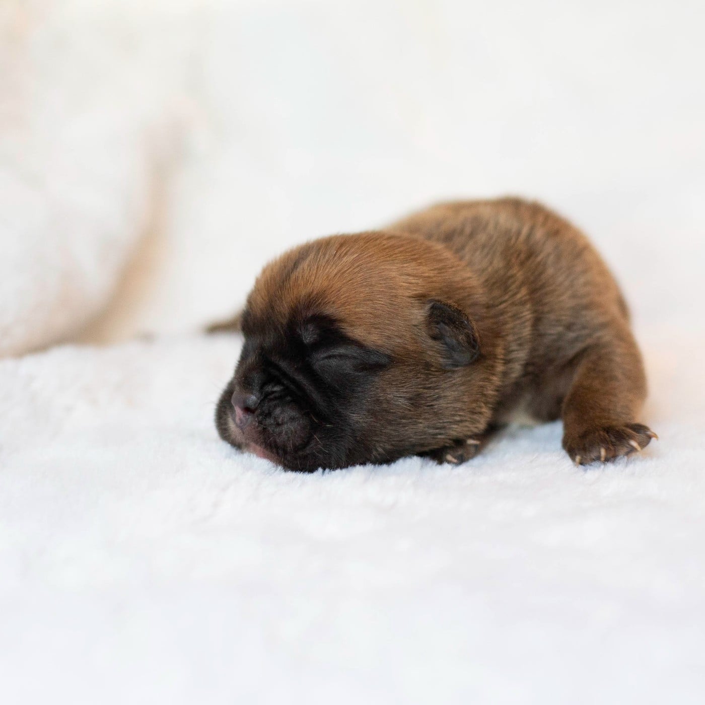 CHIOT 1