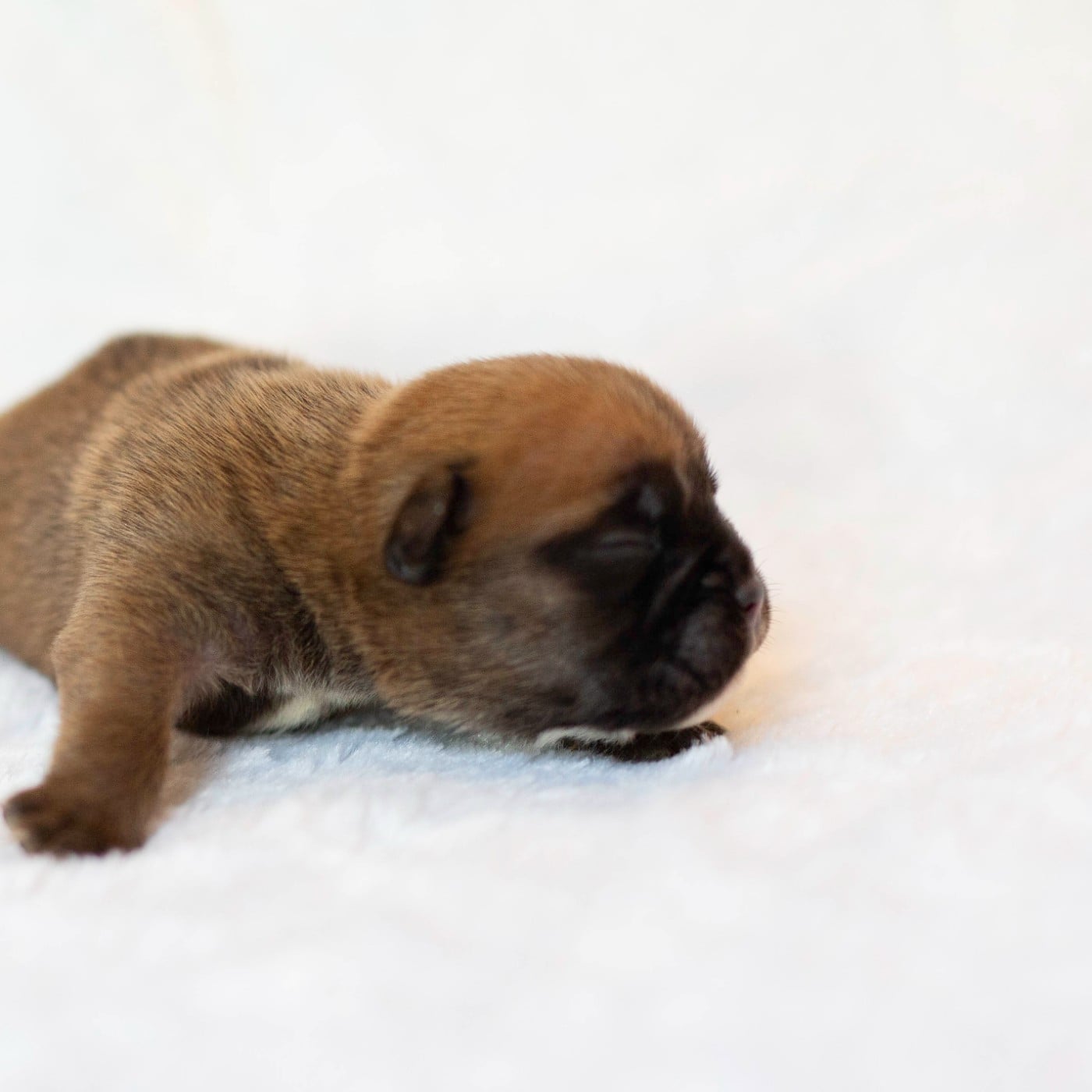 CHIOT 1