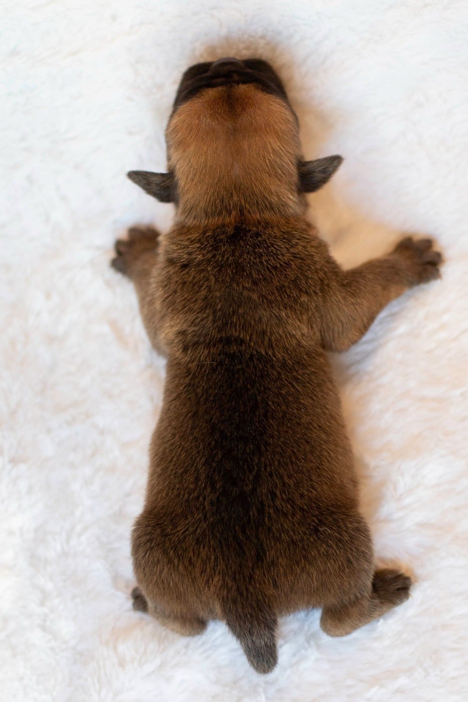 CHIOT 1
