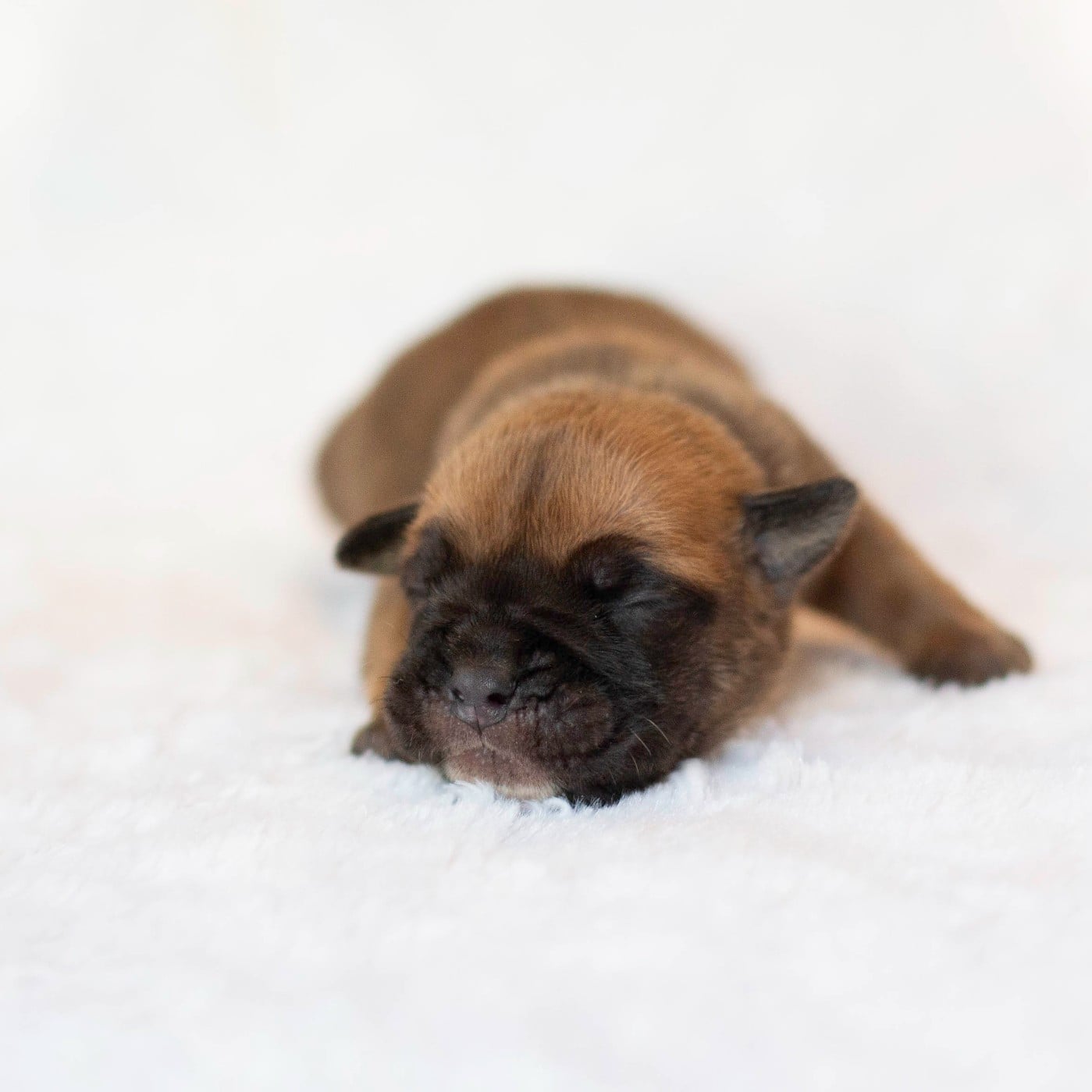CHIOT 2