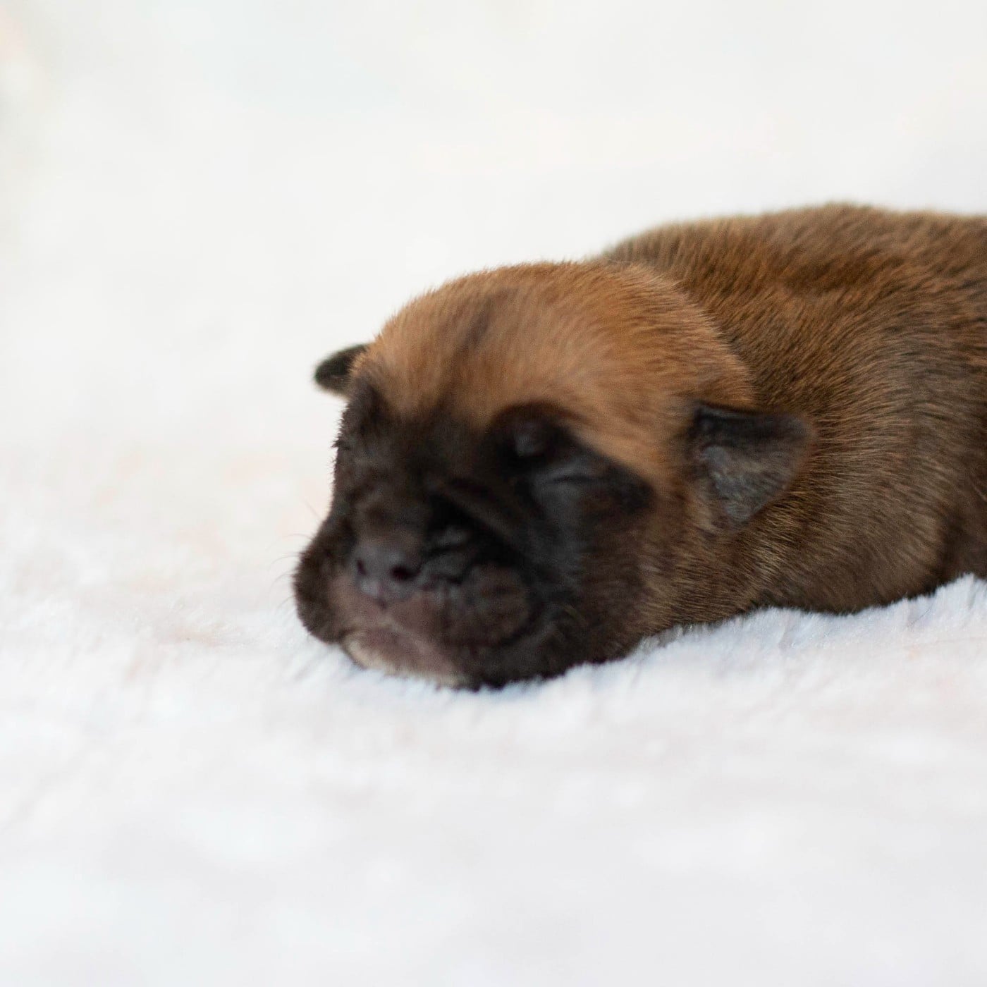 CHIOT 2