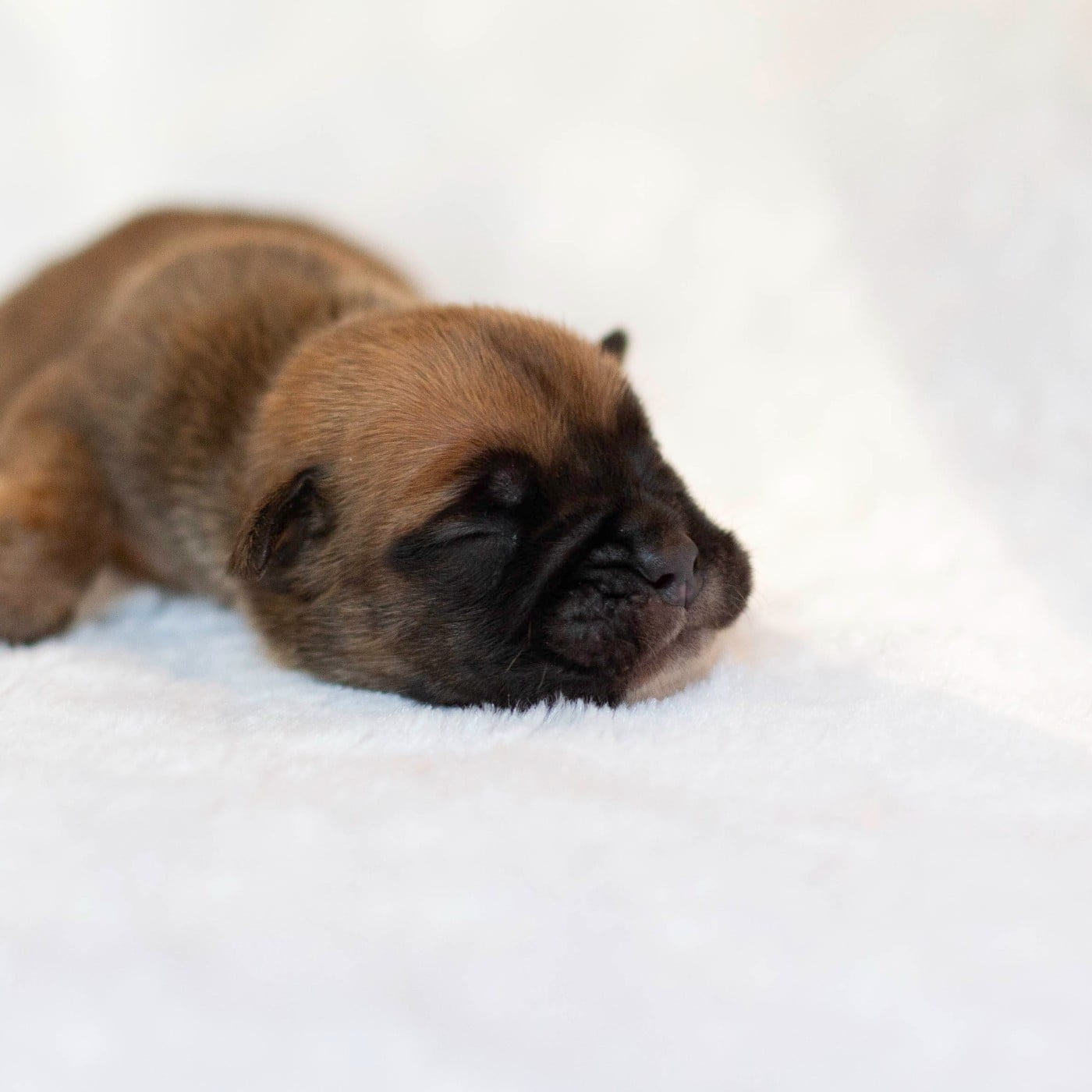 CHIOT 2