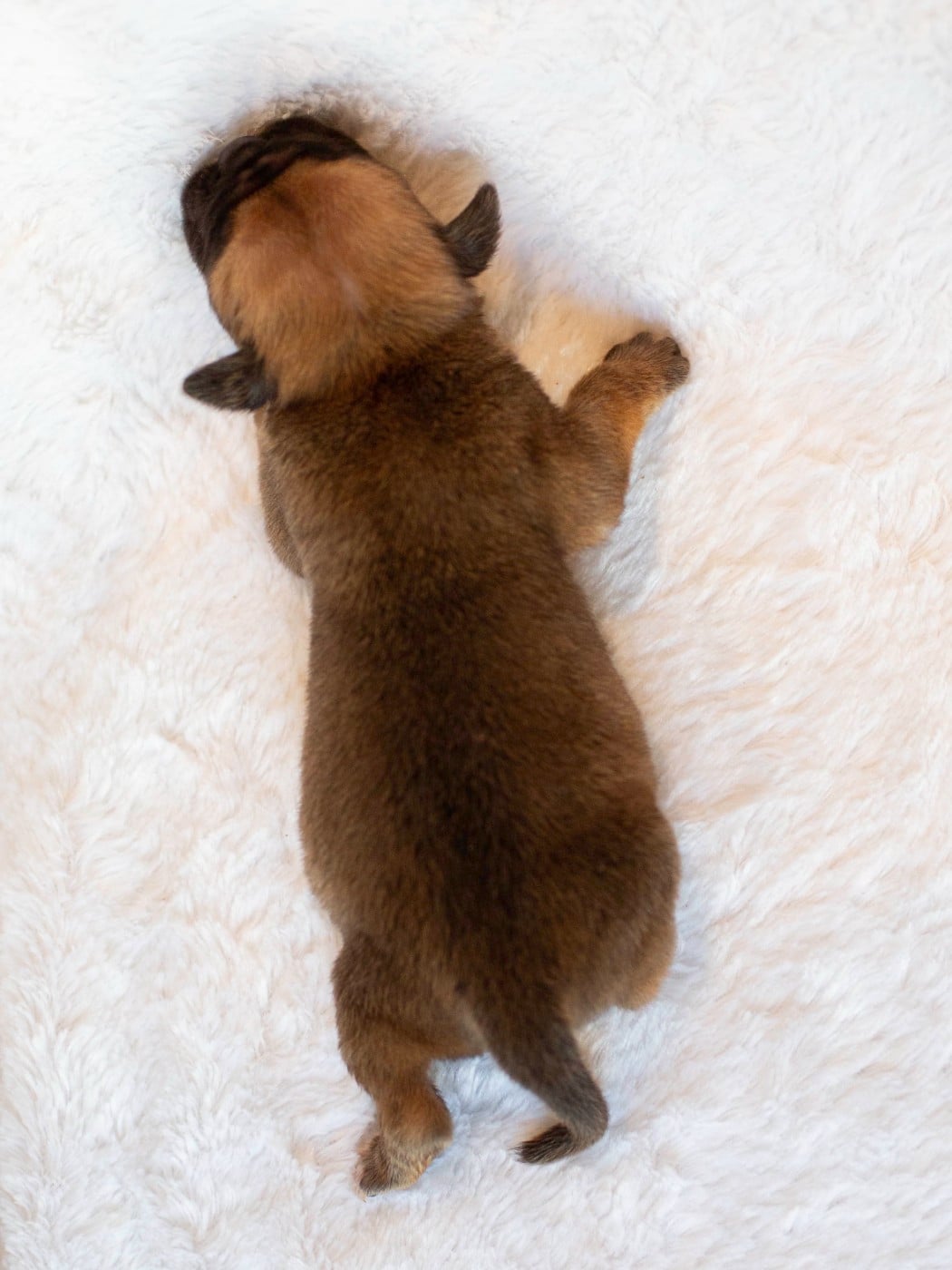 CHIOT 2