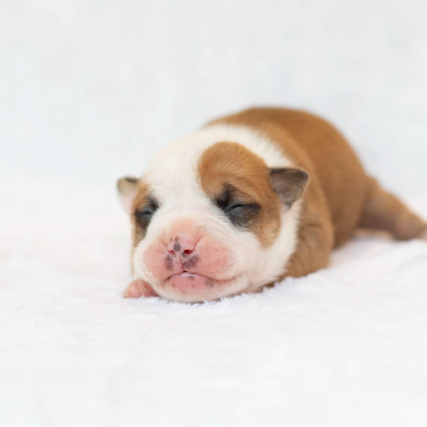 CHIOT 1