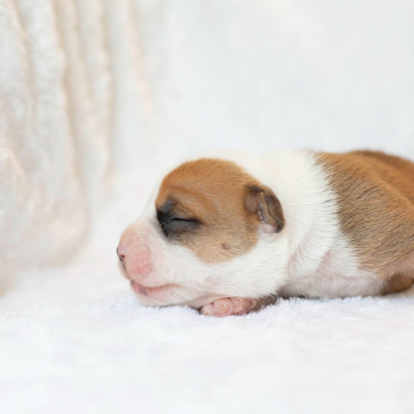 CHIOT 1