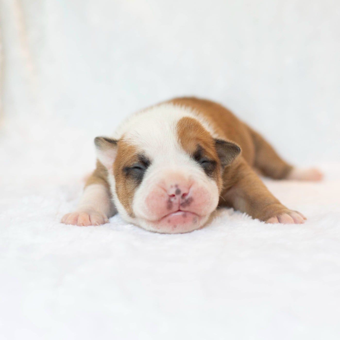 CHIOT 1