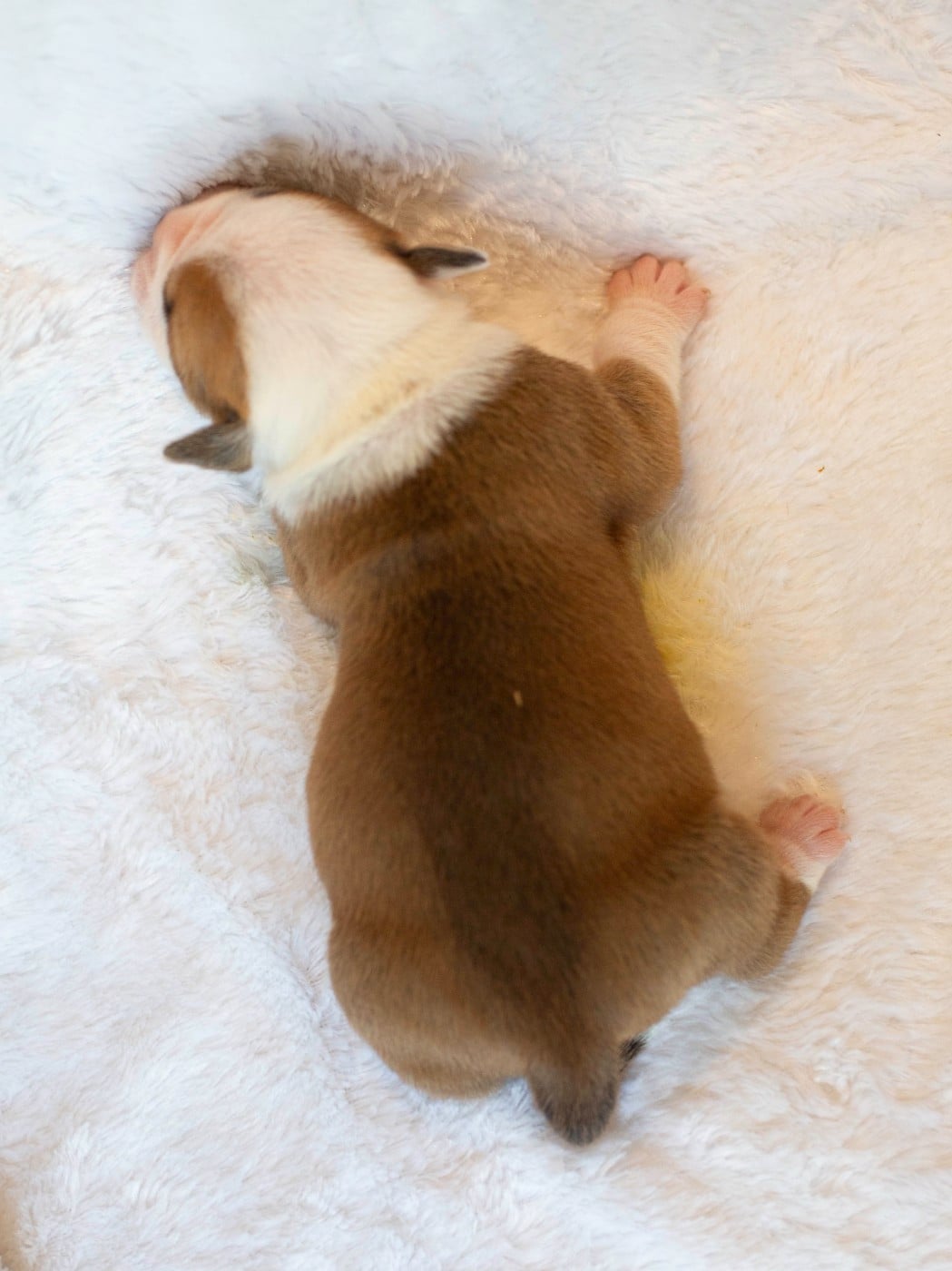 CHIOT 1
