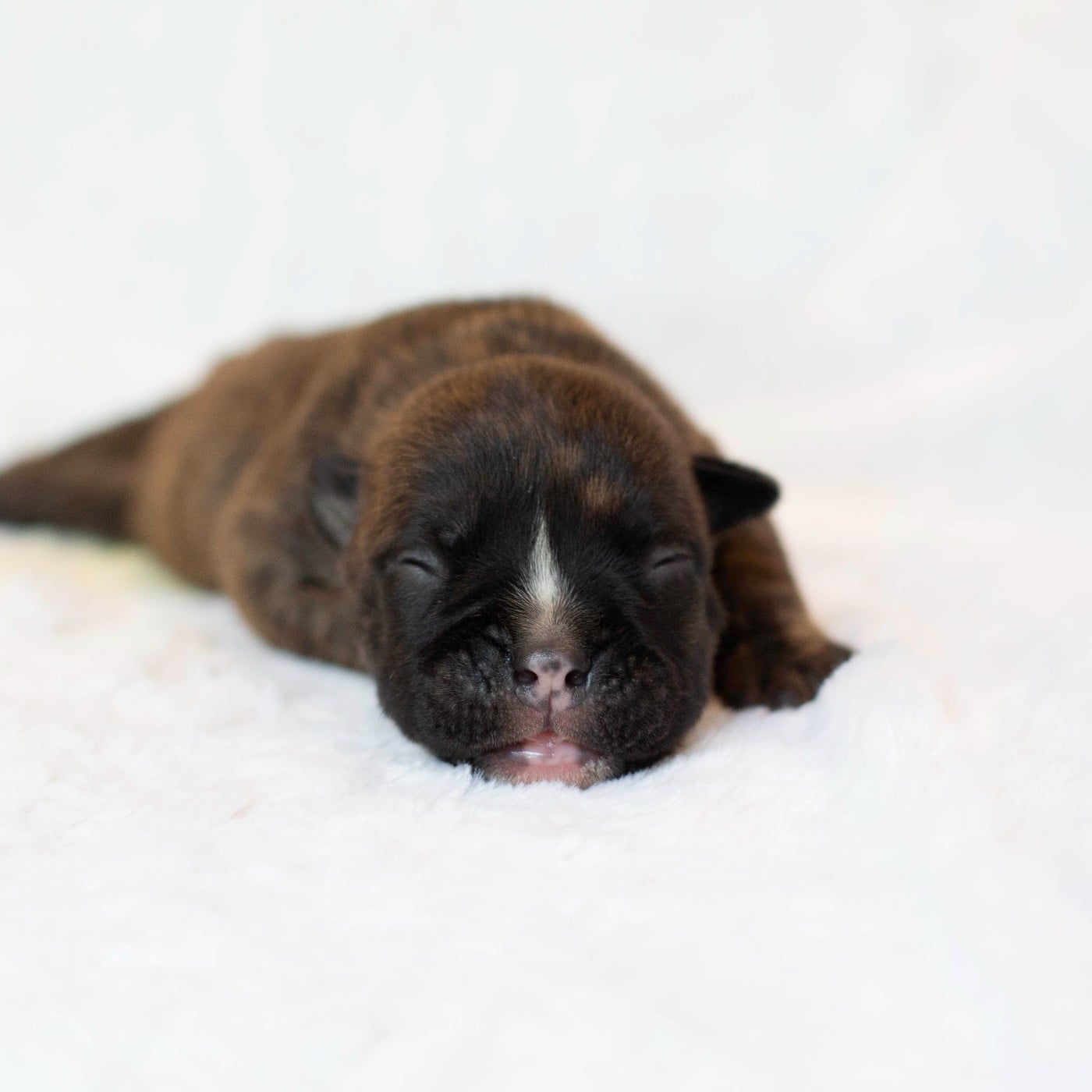 CHIOT 2