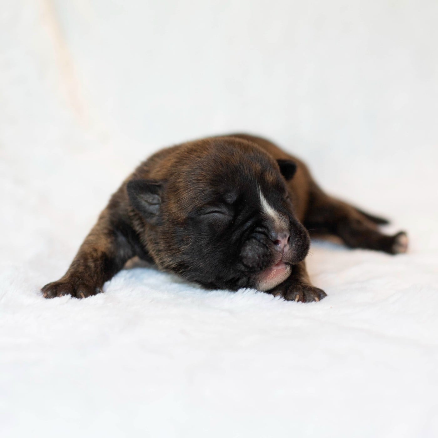 CHIOT 2