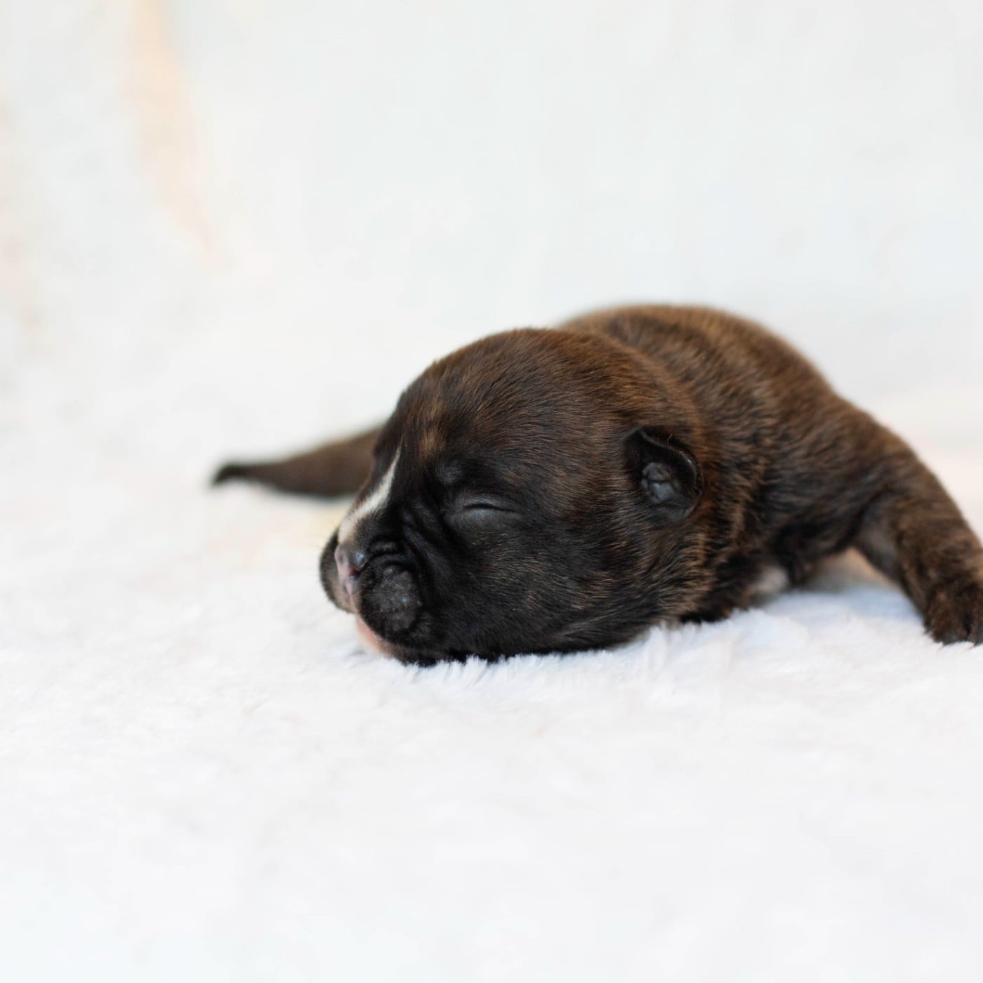 CHIOT 2