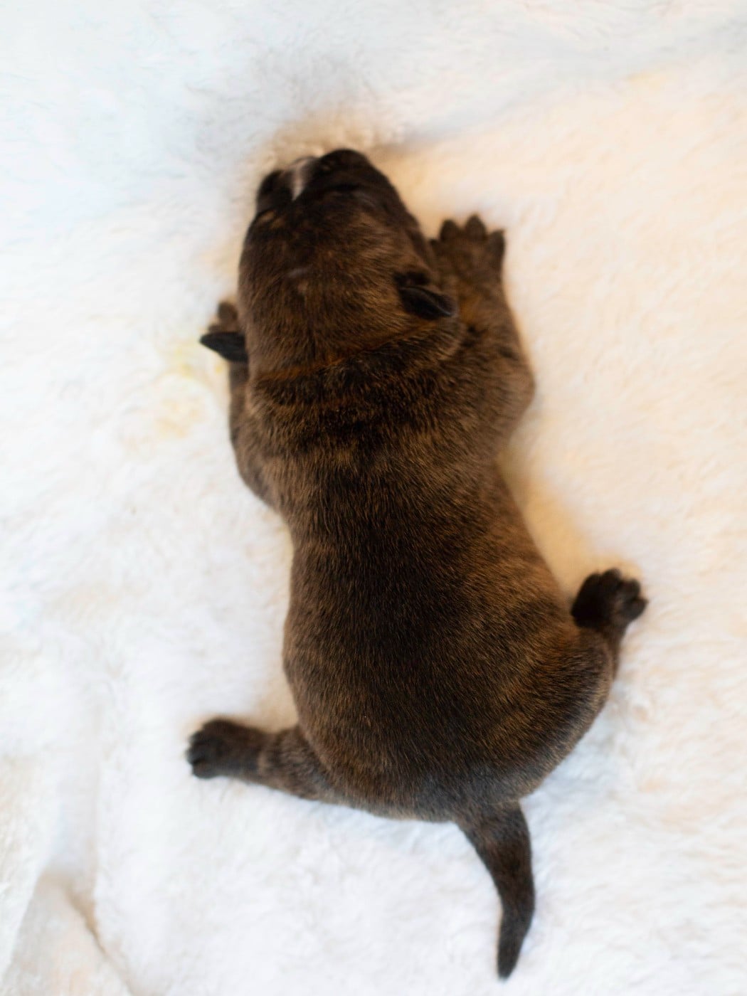 CHIOT 2