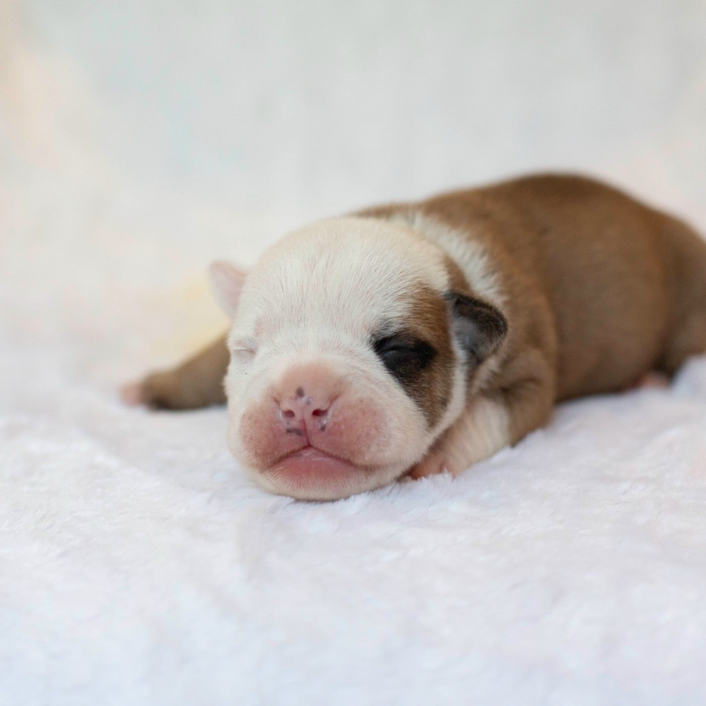 CHIOT 3