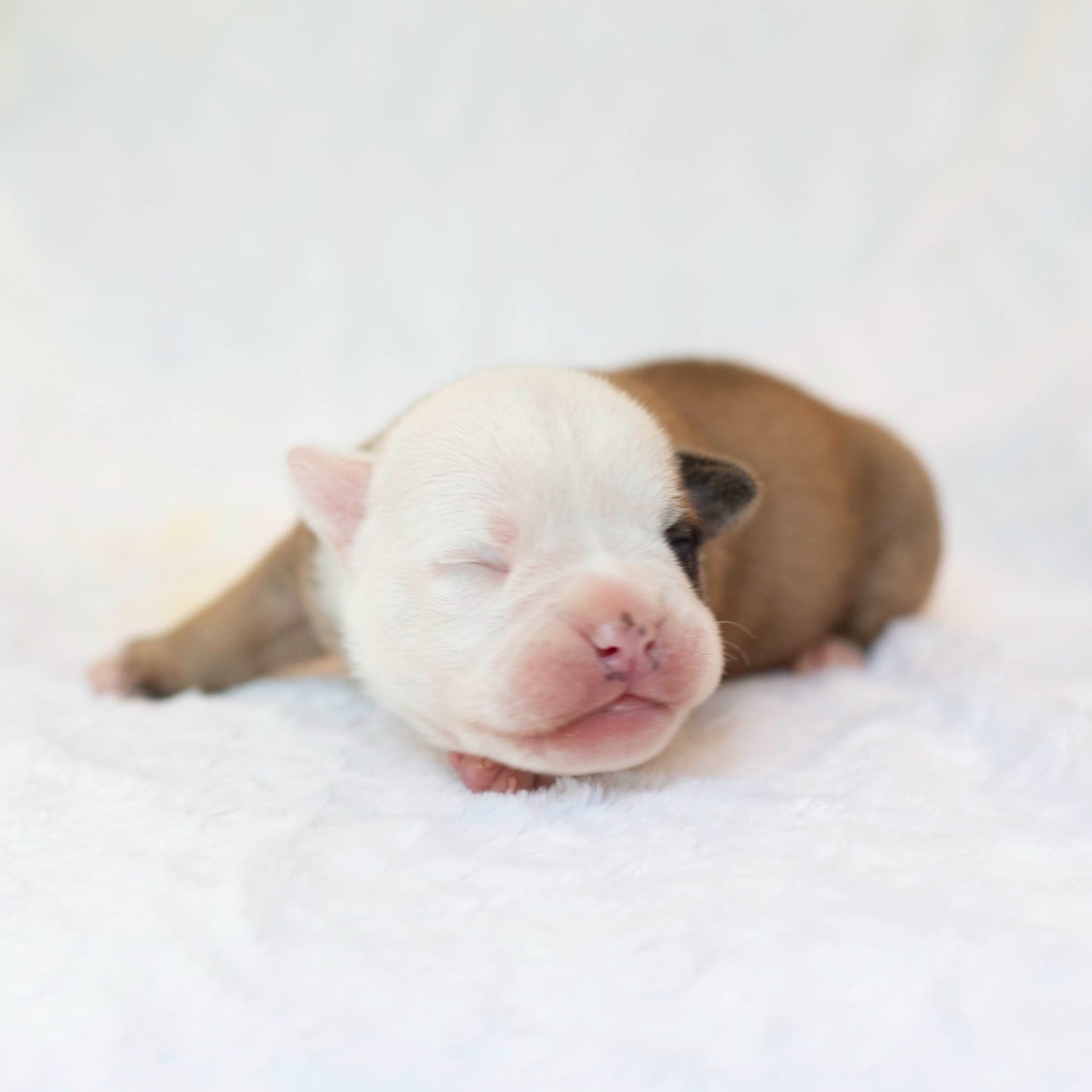 CHIOT 3