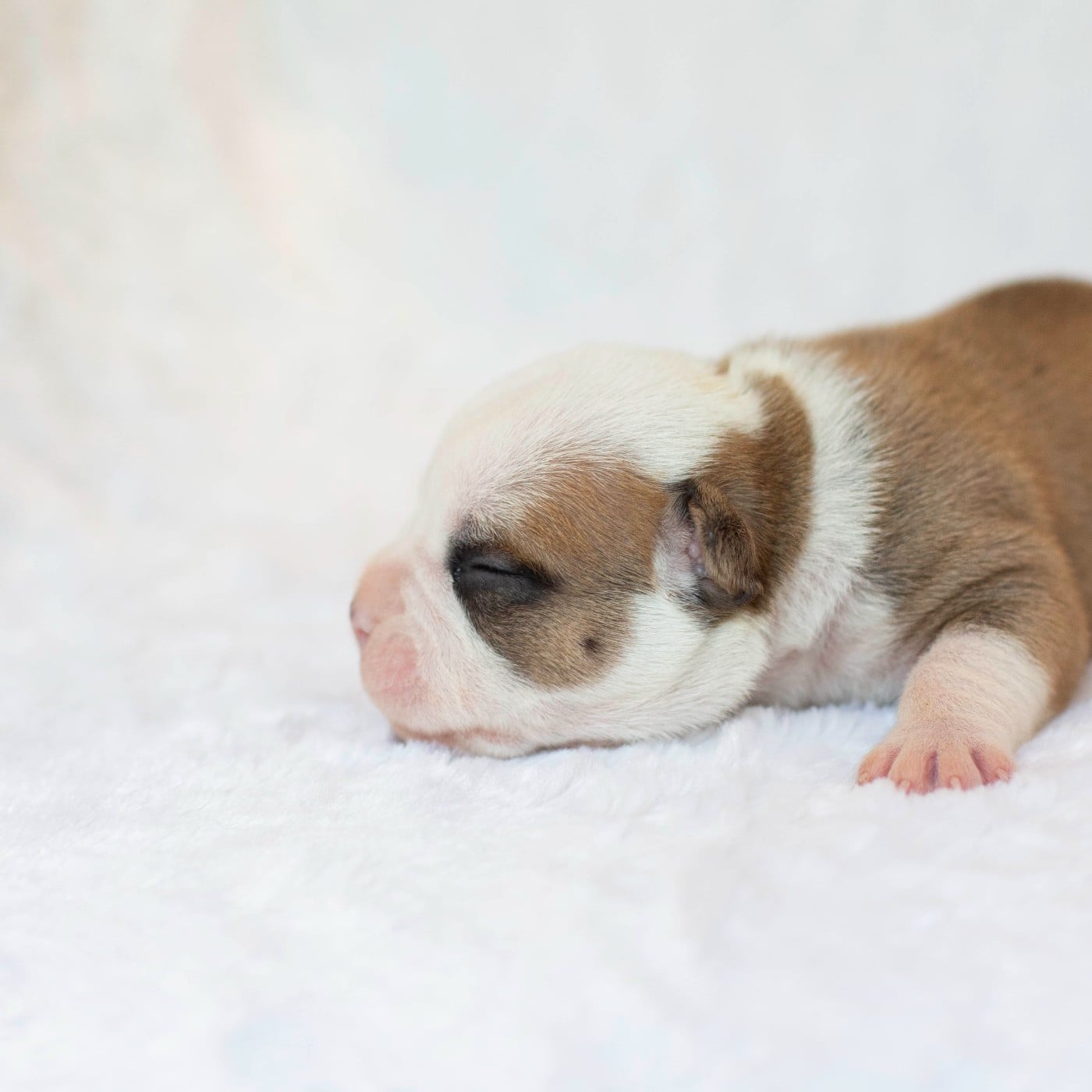 CHIOT 3
