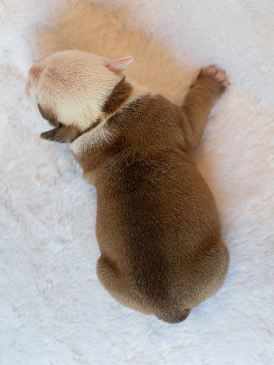 CHIOT 3