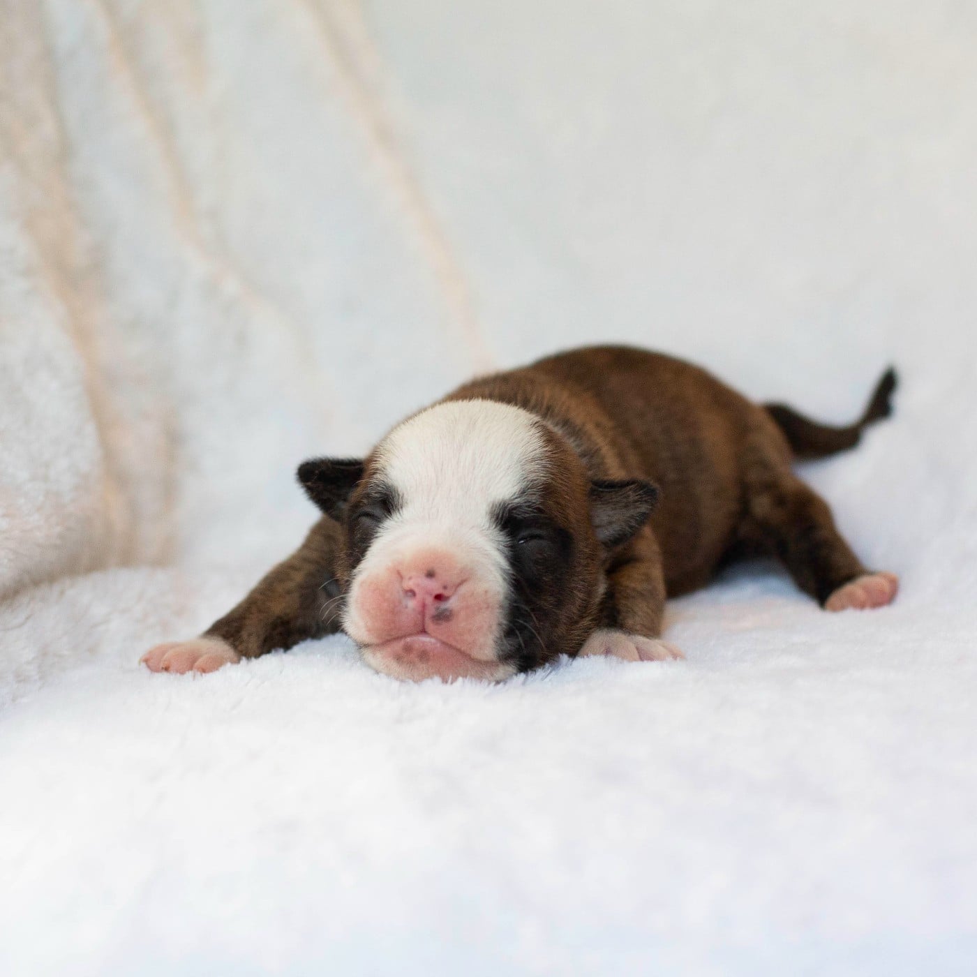 CHIOT 4