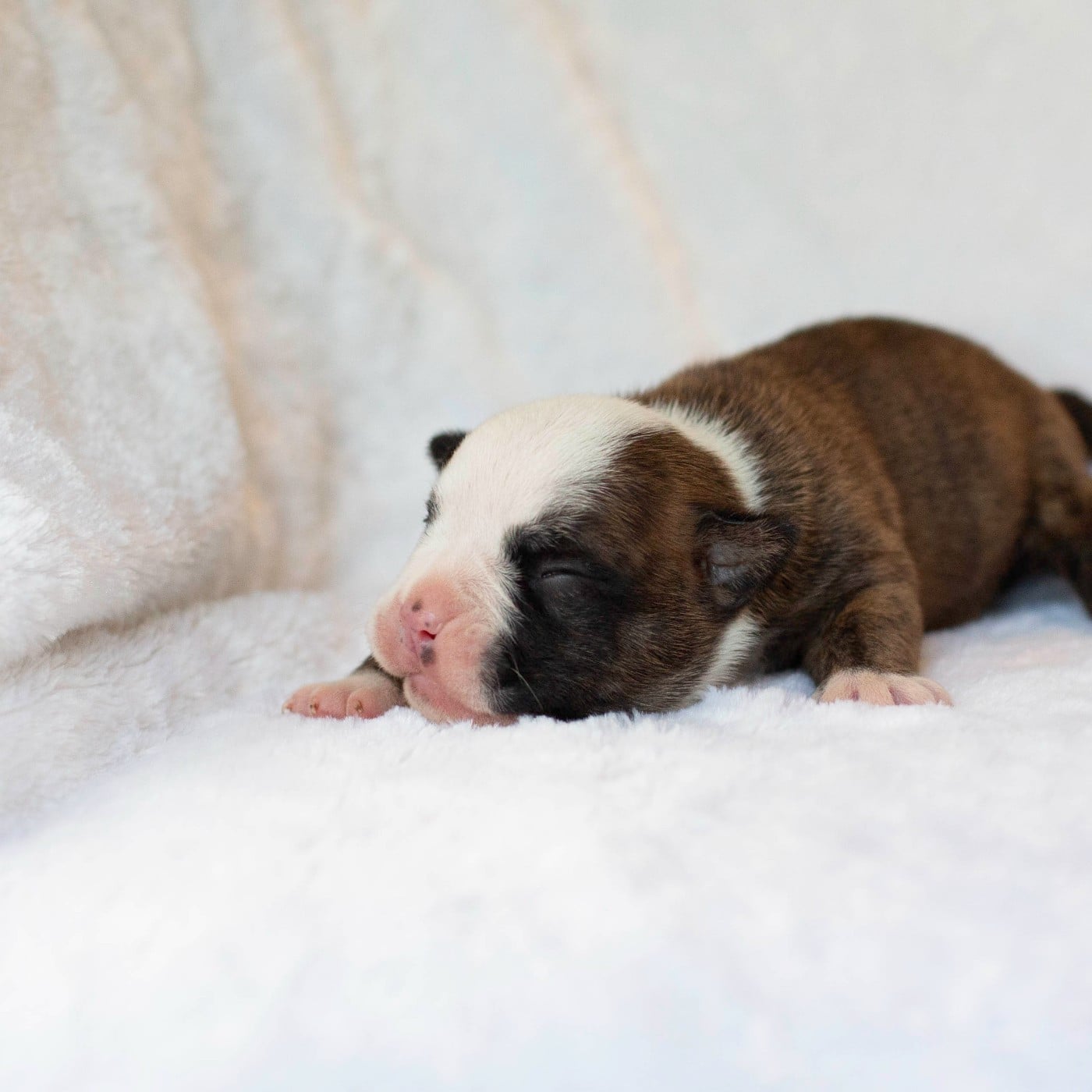 CHIOT 4