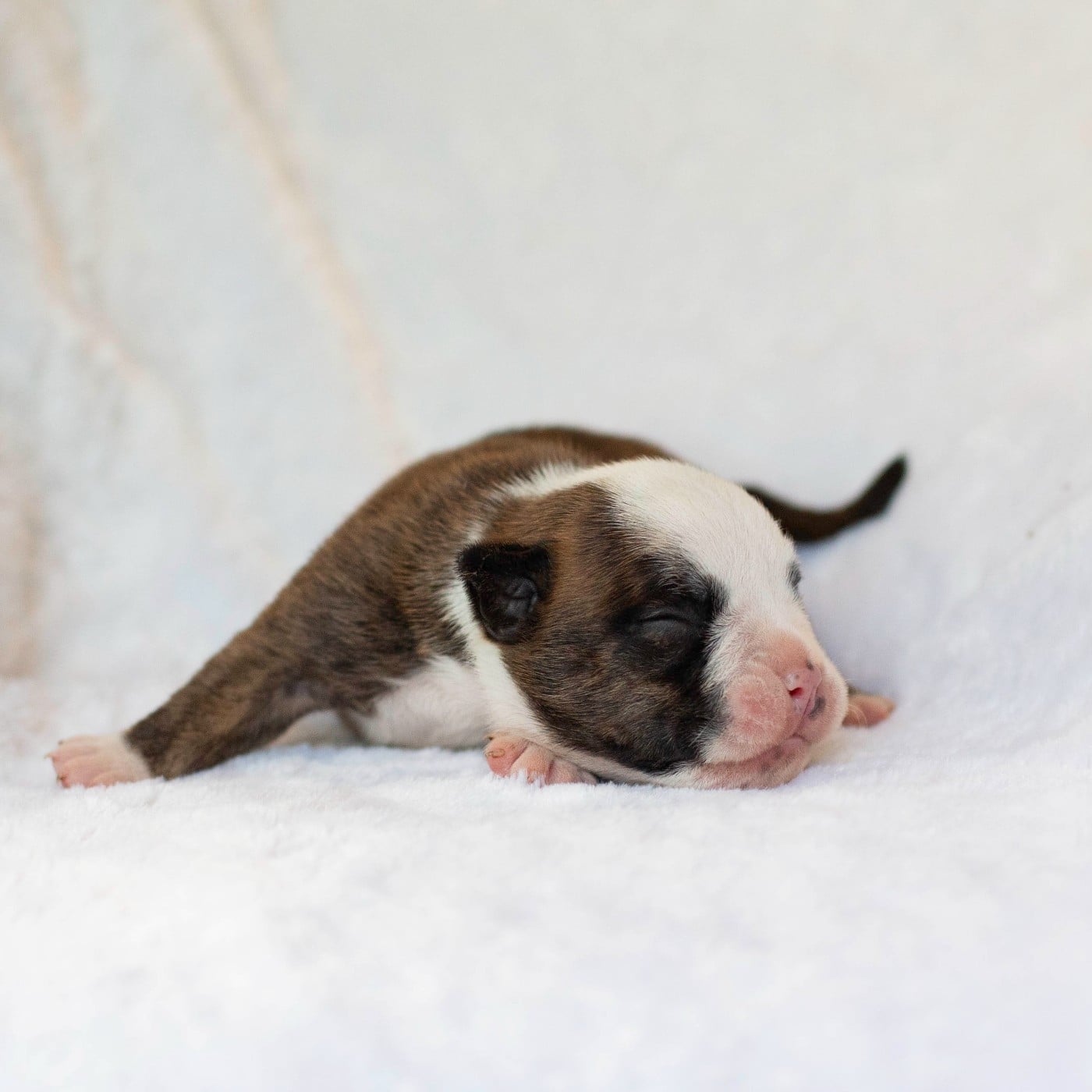 CHIOT 4