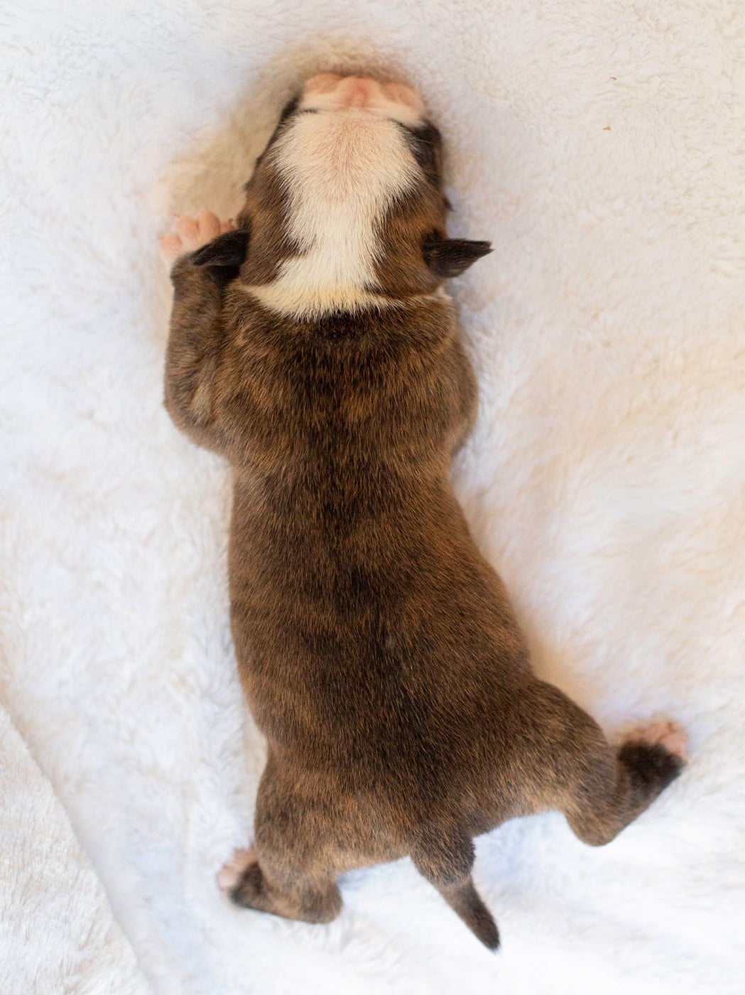 CHIOT 4