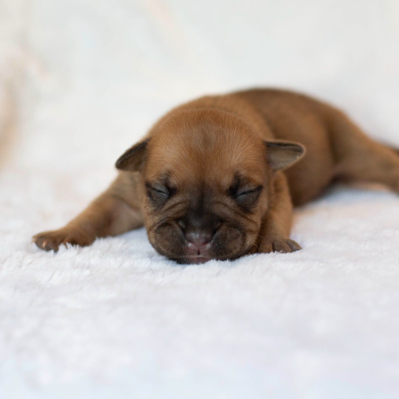 CHIOT 5