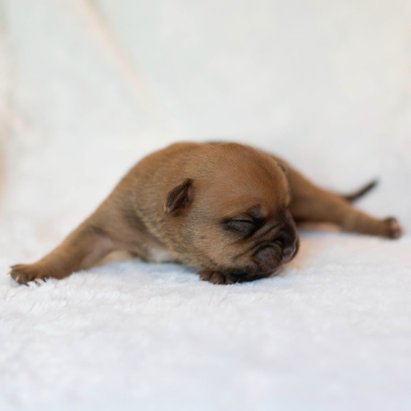 CHIOT 5