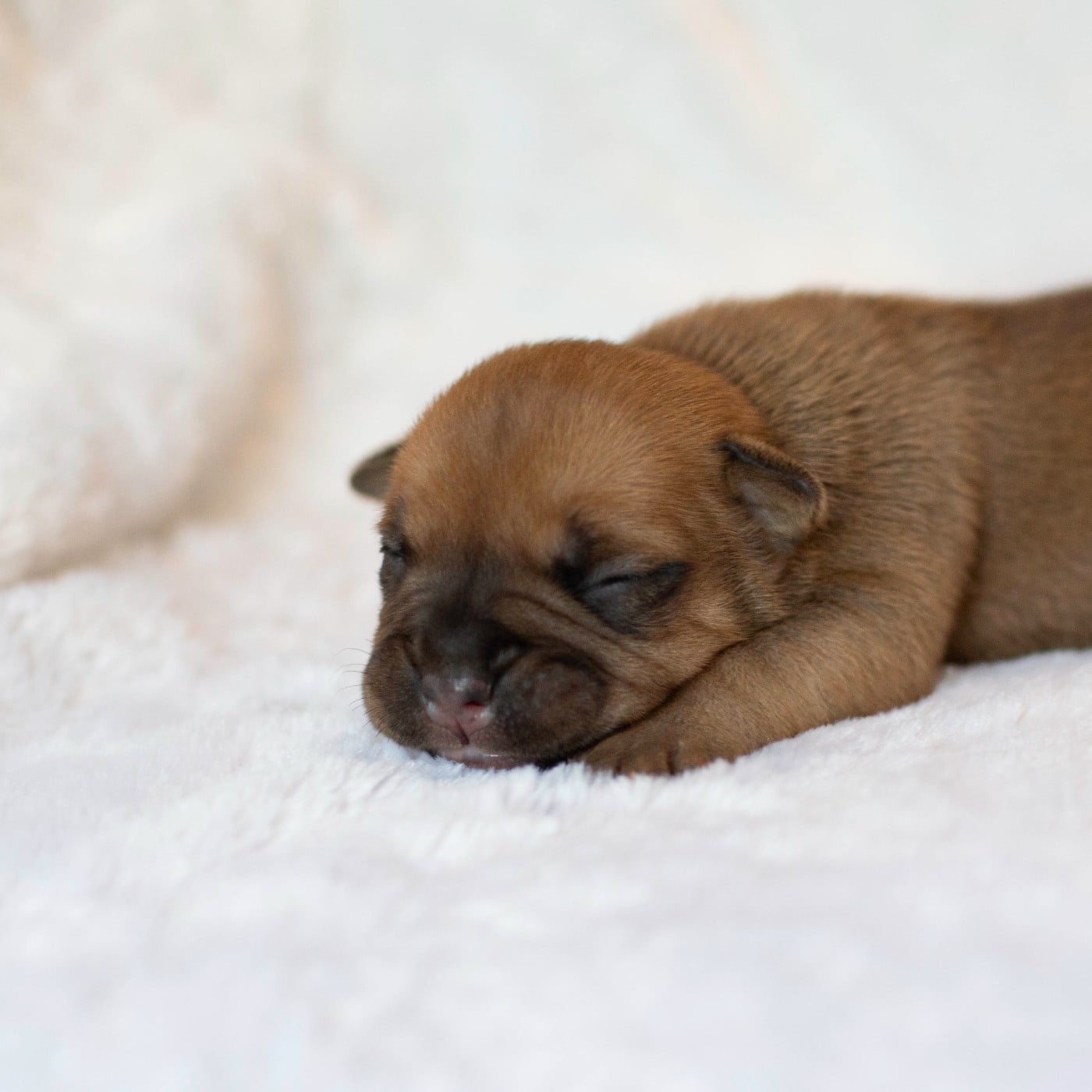 CHIOT 5