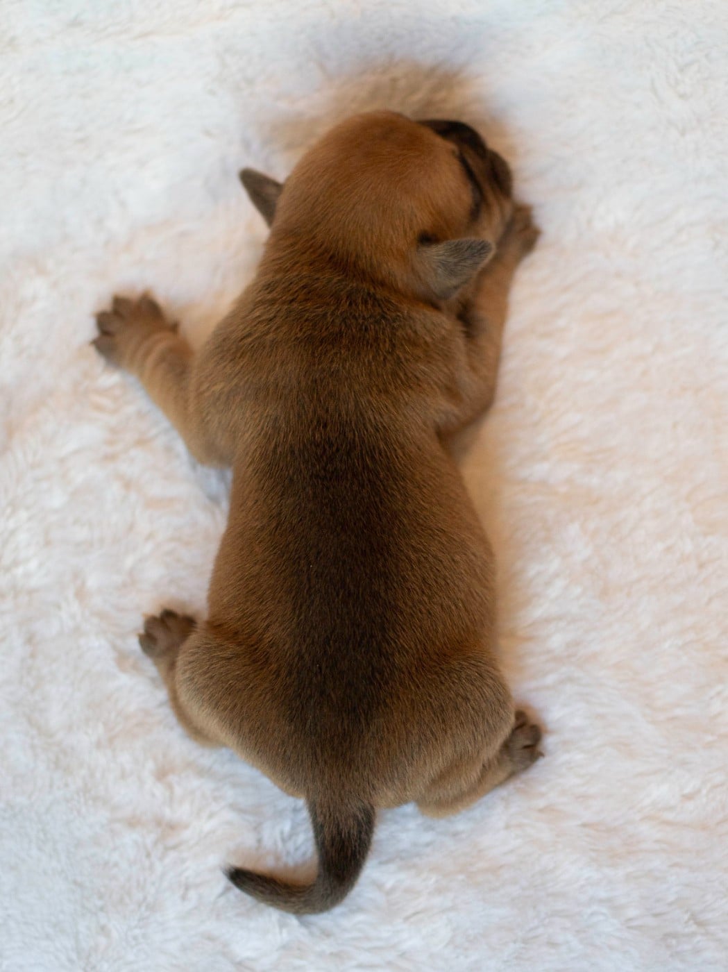 CHIOT 5