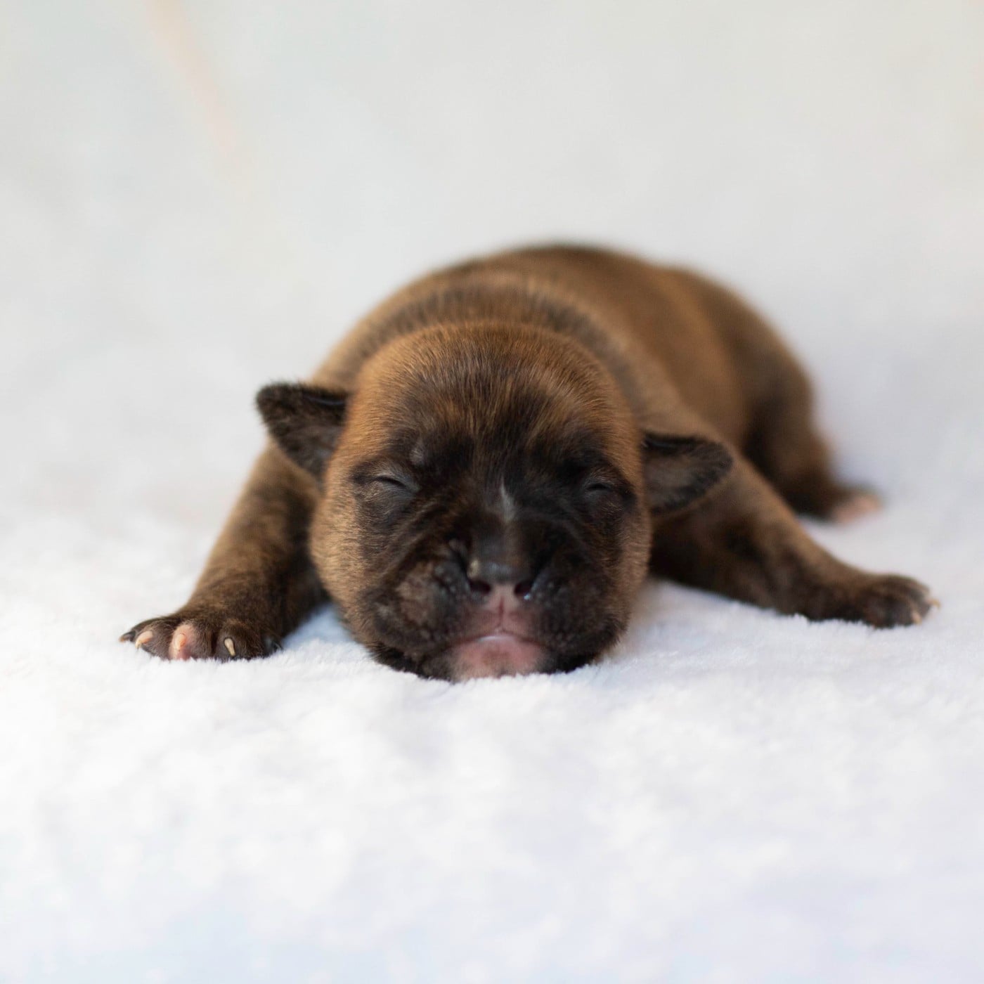 CHIOT 6