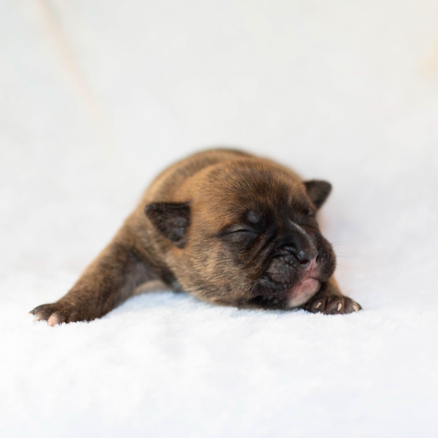 CHIOT 6