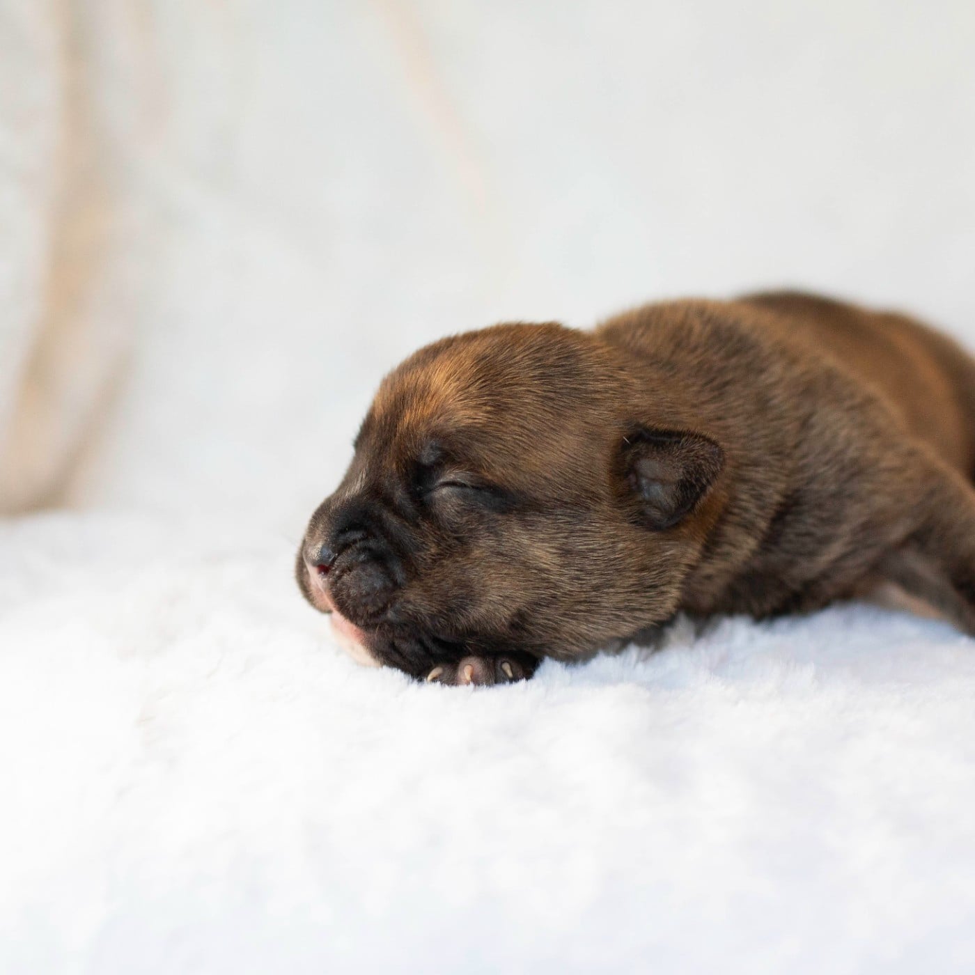 CHIOT 6