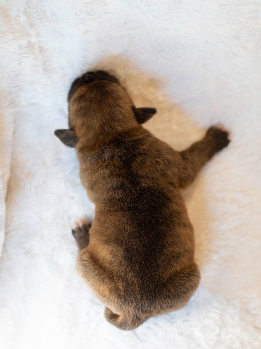 CHIOT 6