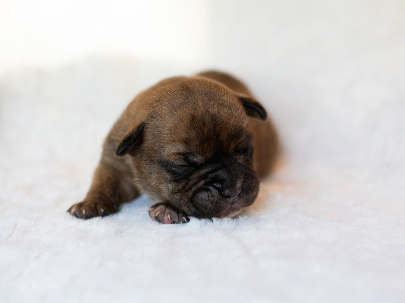 CHIOT 7