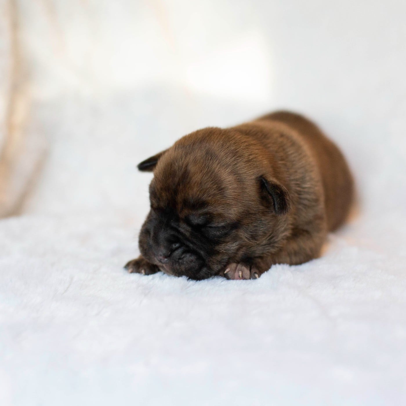 CHIOT 7