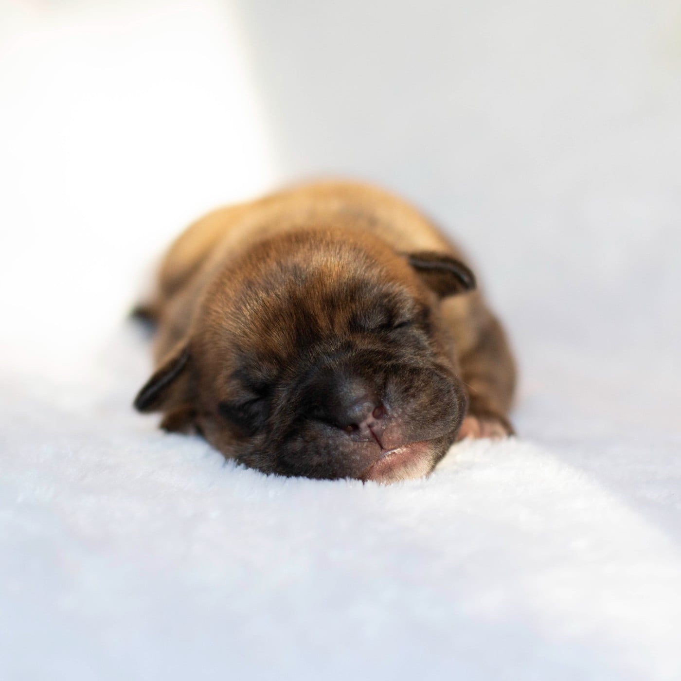 CHIOT 7