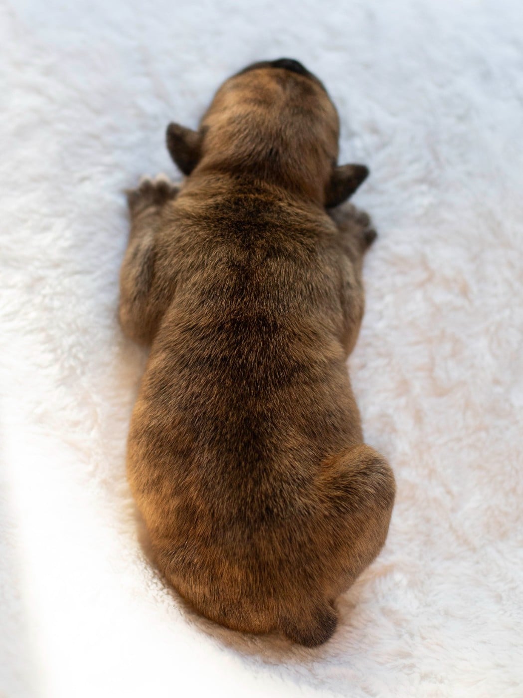CHIOT 7