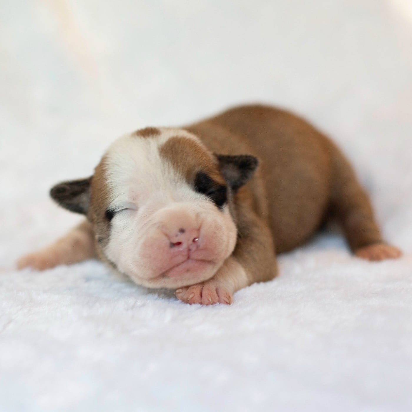 CHIOT 8