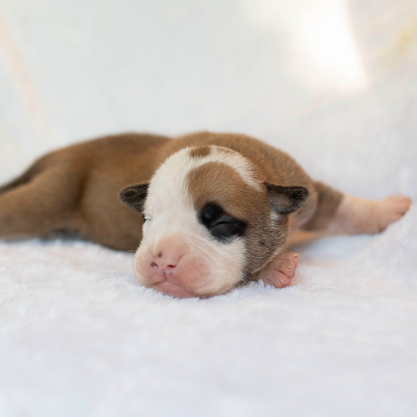 CHIOT 8