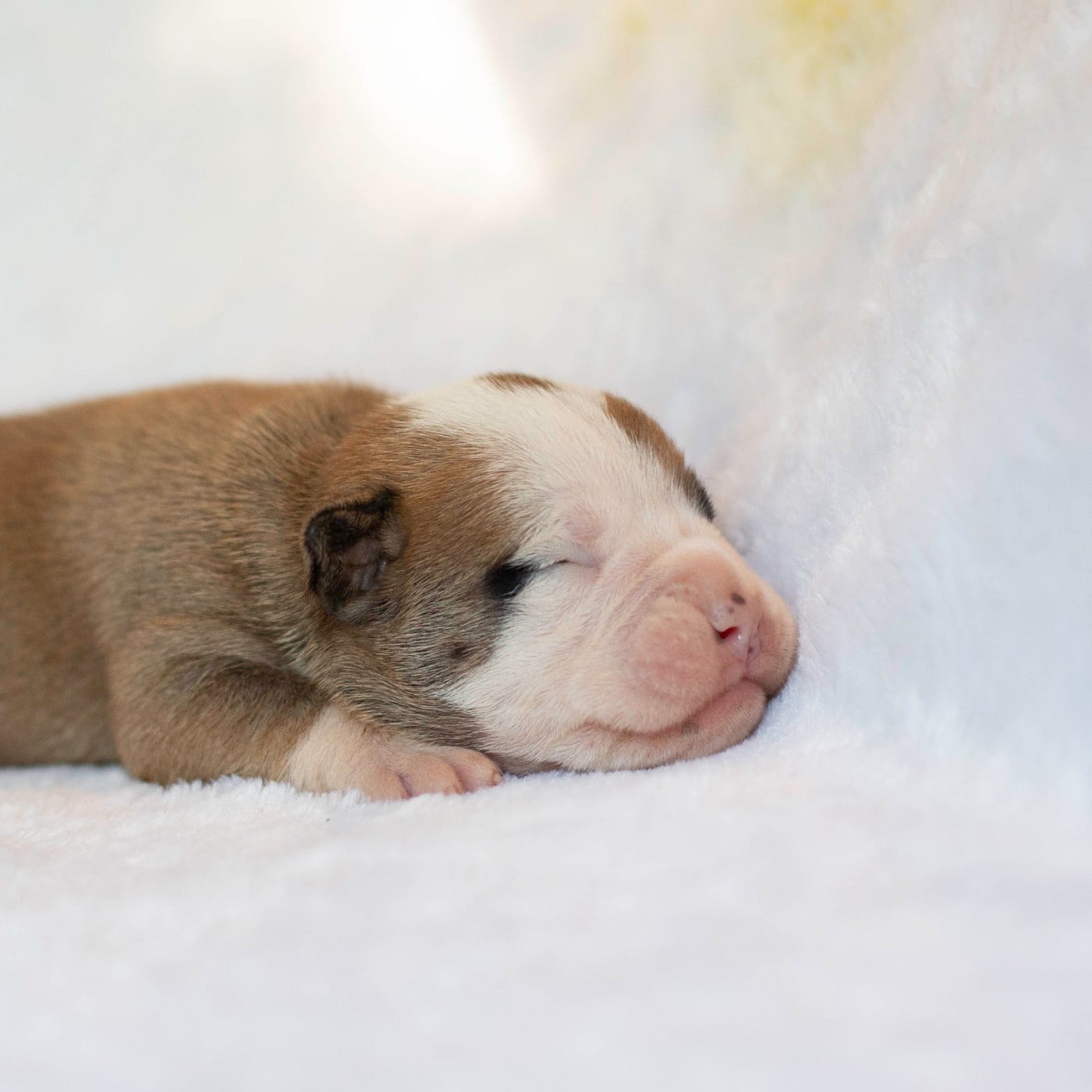 CHIOT 8