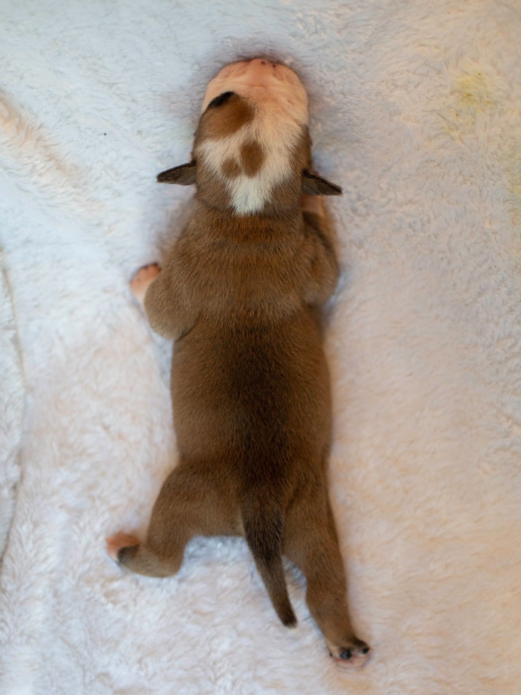 CHIOT 8